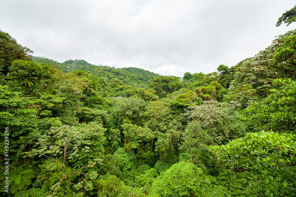 Fototapeta premium Lush rainforest canopy Monteverde Costa Rica