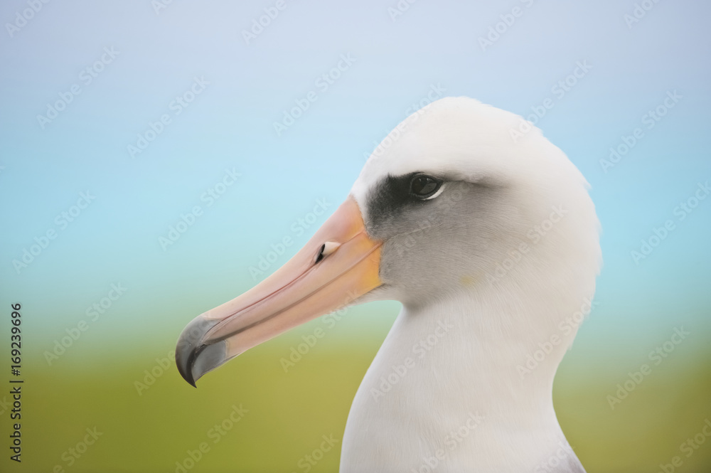 Laysan Albatross (Phoebastria immutabilis), Midway Atoll, Northwestern Hawaiian Islands Laysan Albatross (Phoebastria immutabilis), Midway Atoll, Northwestern Hawaiian Islands