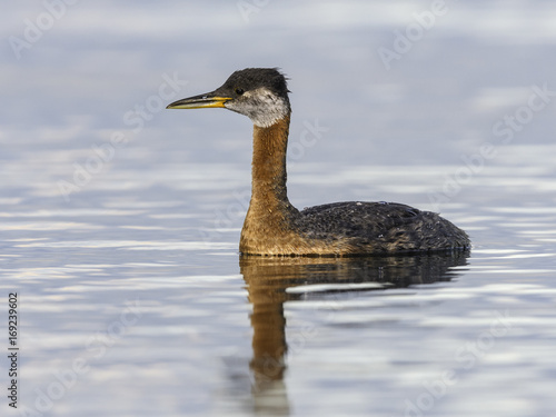 Red Necked Grebe Swimming