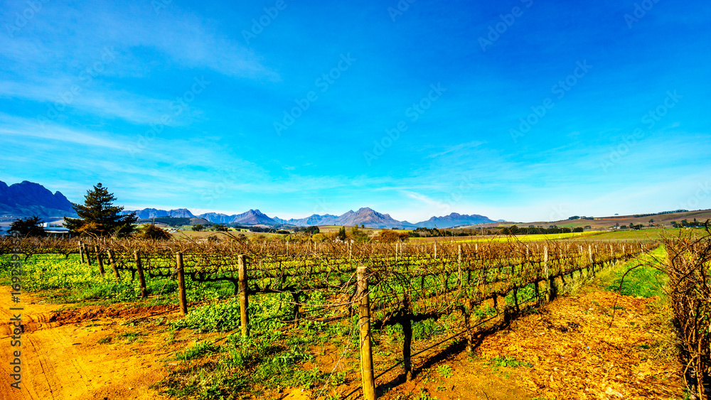 Vineyards in the wine region of Stellenbosch in the Western Cape of South Africa with Simonsberg in the background on a nice South African winter day