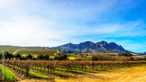 Vineyards in the wine region of Stellenbosch in the Western Cape of South Africa with Simonsberg in the background on a nice South African winter day