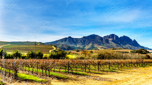 Vineyards in the wine region of Stellenbosch in the Western Cape of South Africa with Simonsberg in the background on a nice South African winter day