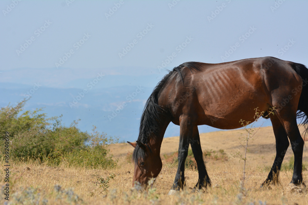 Horse in the wild grazing in the south of italy Horse in the wild grazing in the south of italy