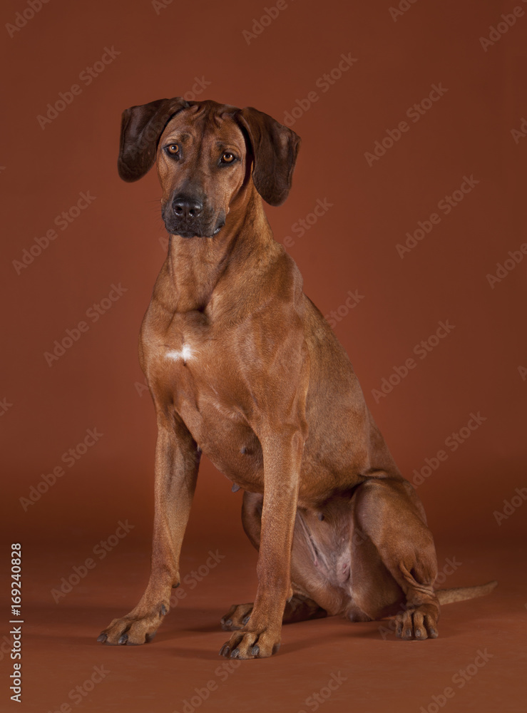 rhodesian ridgeback