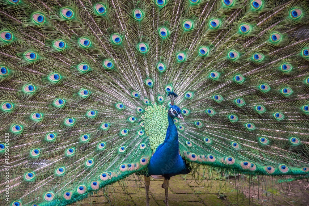 Obraz premium Gorgeous Peacock