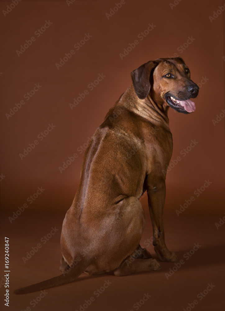 rhodesian ridgeback dog