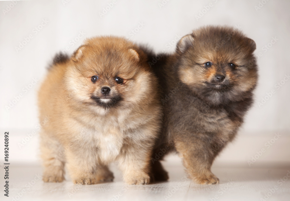two pomeranian puppies