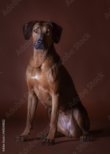 rhodesian ridgeback dog