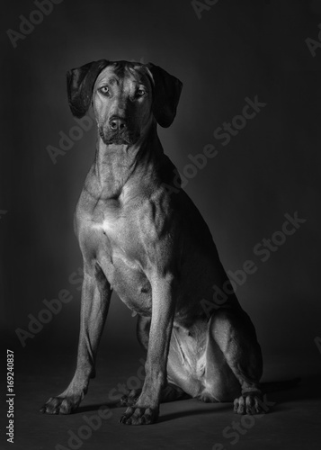 Wallpaper Mural rhodesian ridgeback dog Torontodigital.ca