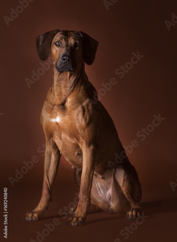 rhodesian ridgeback dog