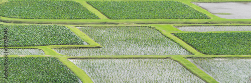 Isolated image of Taro fields 