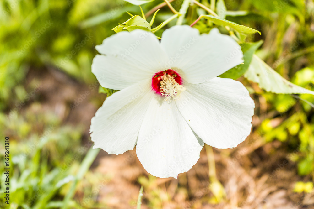Closeup of white and red malva flower showing detail, texture and bokeh in summer Closeup of white and red malva flower showing detail, texture and bokeh in summer