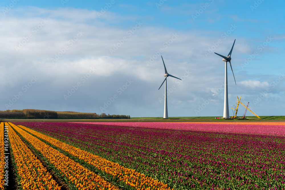 Windmills on the tulip field Windmills on the tulip field