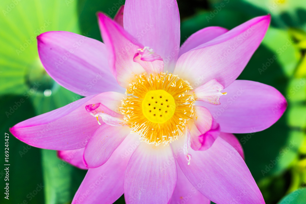 Macro flat top view down closeup of bright pink lotus flower with yellow seedpod inside Macro flat top view down closeup of bright pink lotus flower with yellow seedpod inside