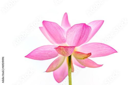 Macro closeup of isolated bright white and pink lotus flower against sky © Kristina Blokhin