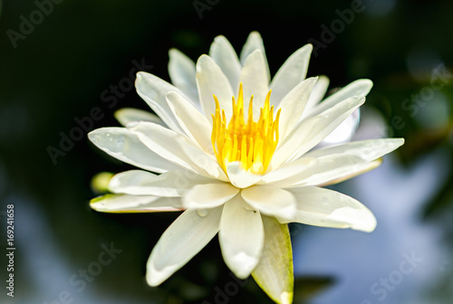 Closeup of white open lily flower in pond with reflection against dark black background