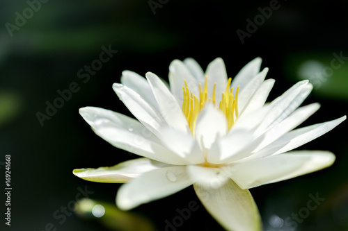 Closeup of white open lily flower in pond with reflection against dark black background