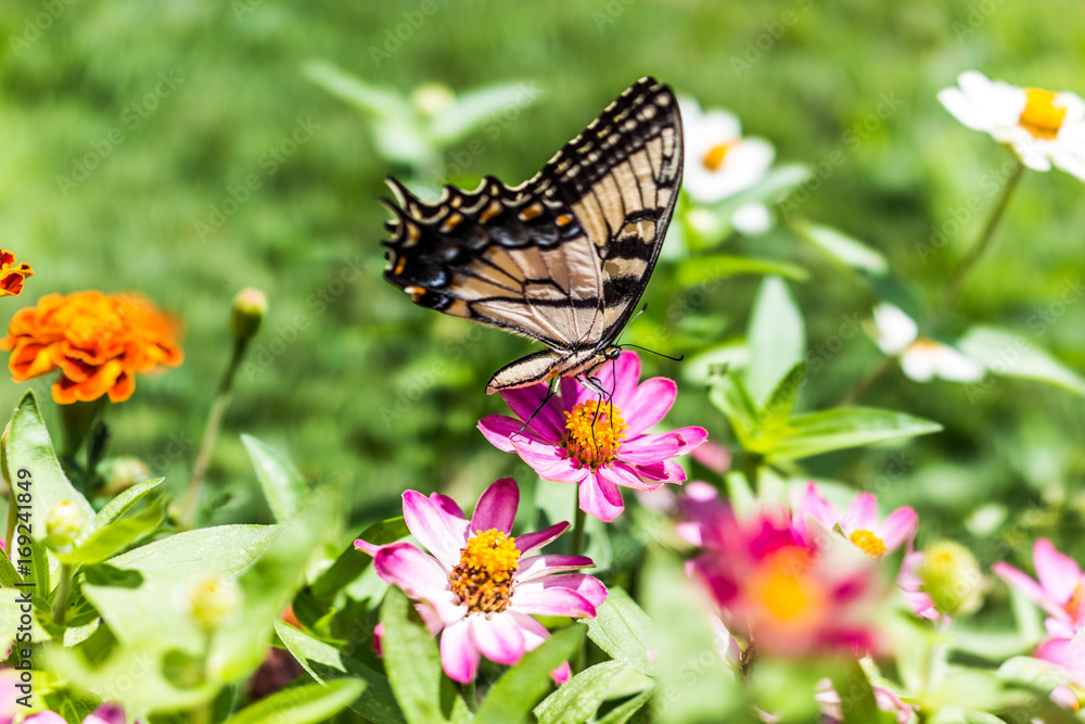 One eastern tiger swallowtail yellow butterfly on purple pink zinnia flowers in summer garden macro closeup