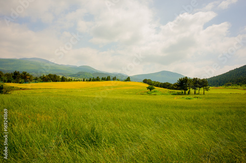 Green barley in Jeju-island is vast and beautiful.