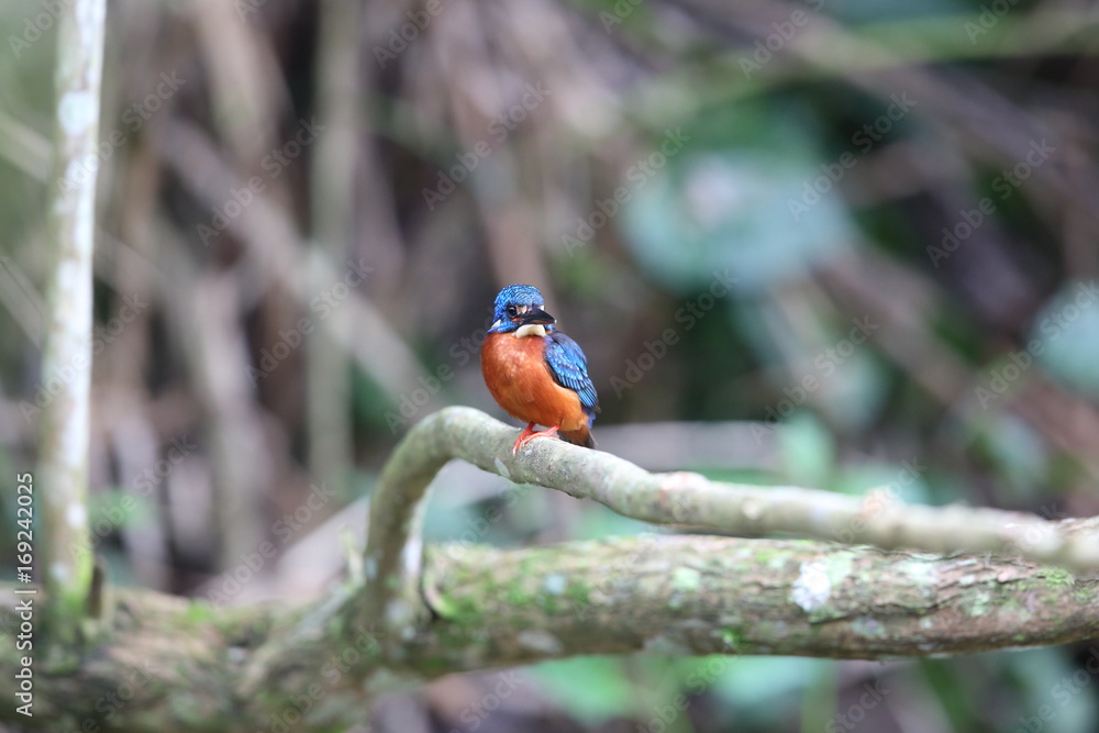 Blue-eared kingfisher (Alcedo meninting) in Khao Yai National Park, Thailand Blue-eared kingfisher (Alcedo meninting) in Khao Yai National Park, Thailand