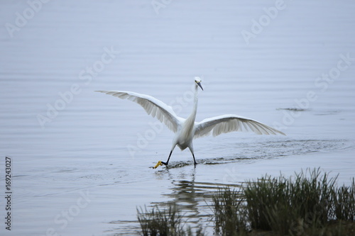 egrets