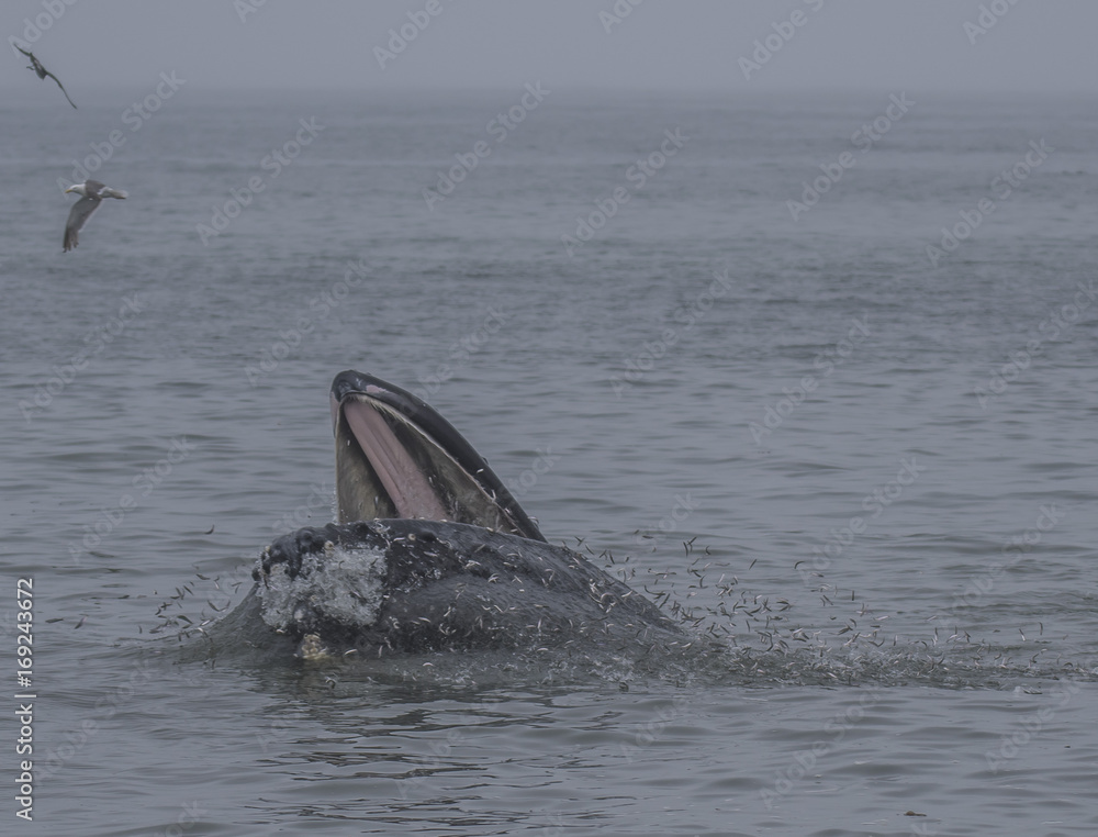 Fototapeta premium Whales in Northern California
