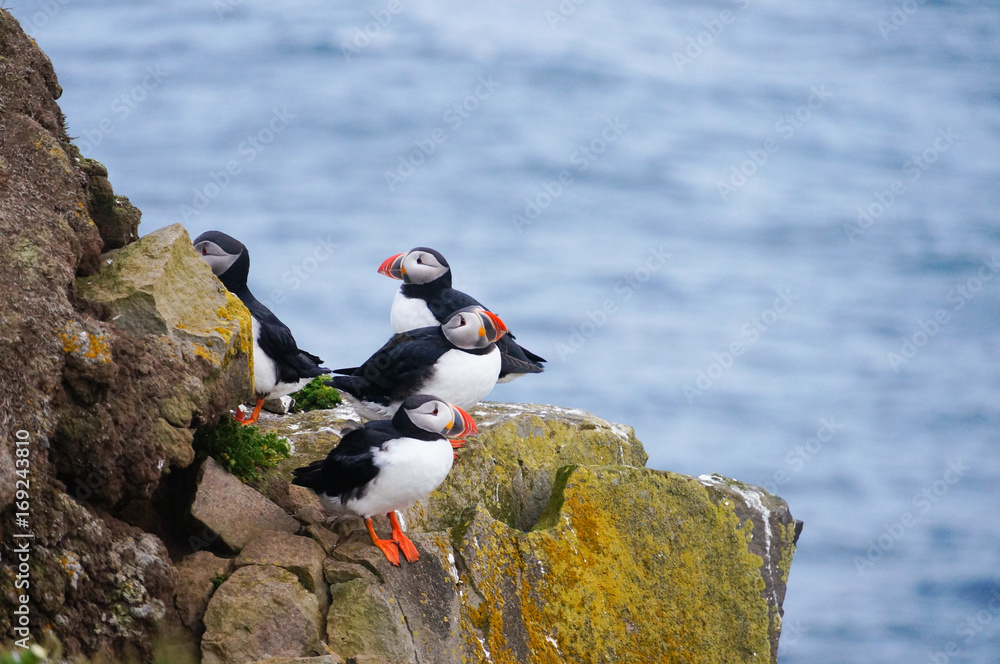 Fototapeta premium Atlantic Puffin in Latrabjarg cliffs, Iceland.