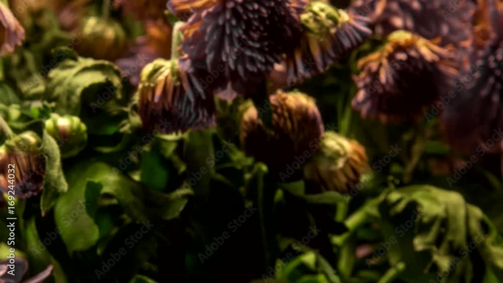 Flowers Flowers