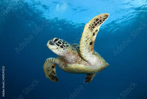 underwater photos, macro photography, sea animals © Kim