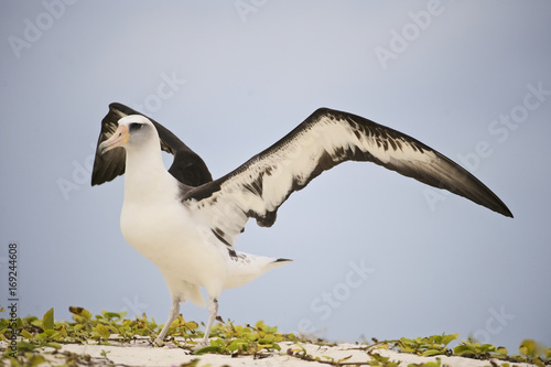 Laysan Albatross (Phoebastria immutabilis), Midway Atoll, Northwestern Hawaiian Islands photo