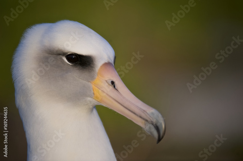 Laysan Albatross (Phoebastria immutabilis), Midway Atoll, Northwestern Hawaiian Islands photo