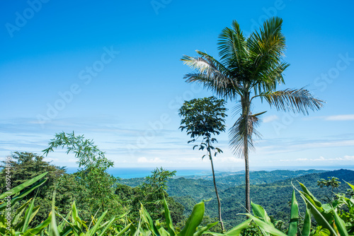 Carribean Palm