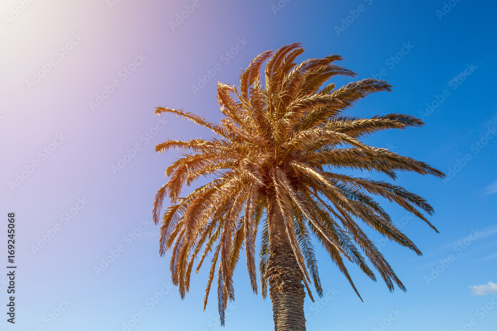 Palm tree top and sun flare with copy space