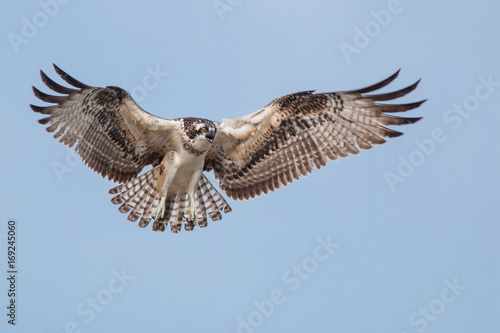 Osprey in flight with spread wings. photo