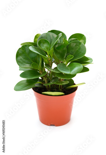 pot of green ficus elastica with drips on white background
