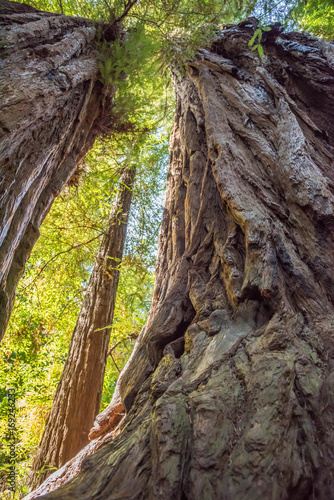Redwoods of California