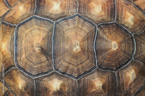 Large tortoise shell