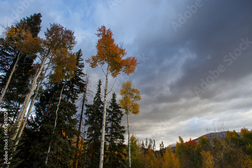 Orange  yellow  green  and brown trees during fall in Colorado