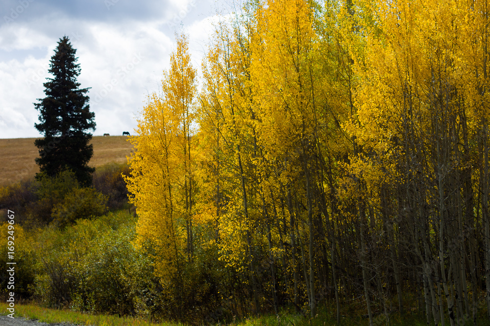 Orange, yellow, green, and brown trees during fall in Colorado