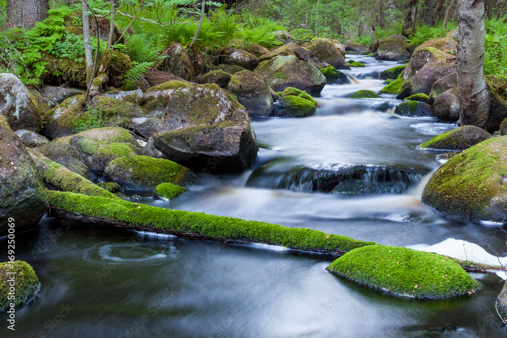 Obraz premium Small stream in mixed forest