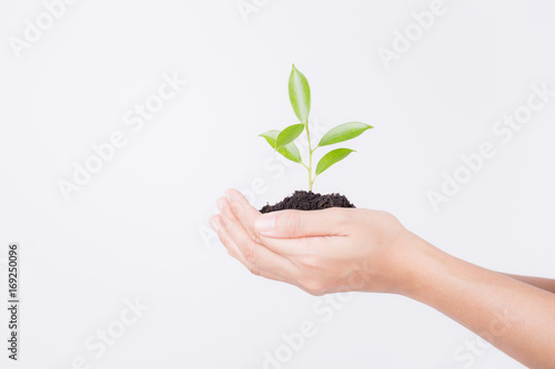 Hands holding seedling on white background,Ecology concept