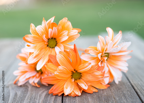 Orange Flowers on Wood