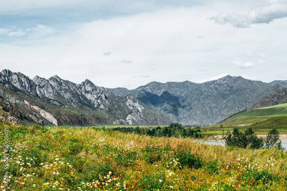 Beautiful mountain scenery on sunny summer day: meadows with native grasses and wildflowers in foreground, river Katun with trees on sides, mountain ridge in background, Altai, Russia, Kuyus district