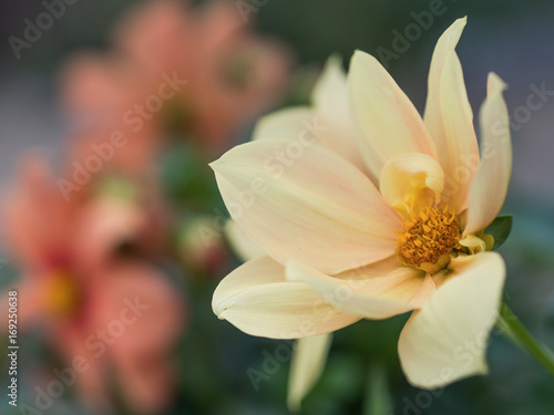 Fototapeta Naklejka Na Ścianę i Meble -  Flowers close-up with soft focus
