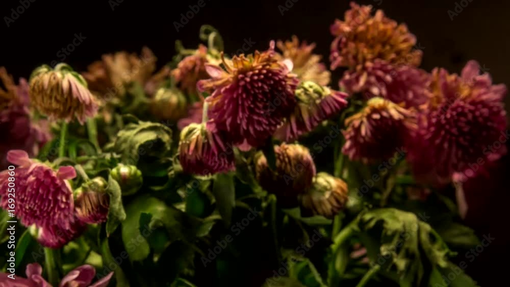 Time lapse plants Time lapse plants
