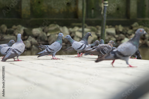 Close up view. The pigeon flock is on wooden floor. Waiting to eat the food seeds.
