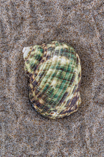 Sea shell on the beach sand background.