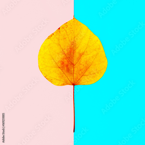 Autumn Leaf Herbarium Minimal art style photo