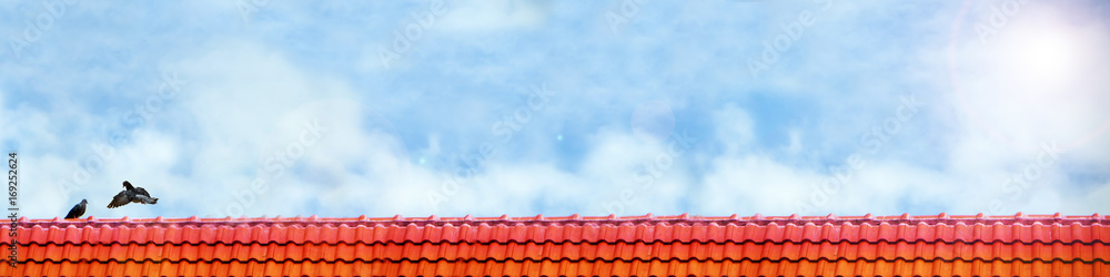 pigeon fly close up pigeon lover stand on roof blue sky white cloud pigeon fly close up pigeon lover stand on roof blue sky white cloud