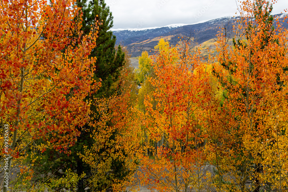 Orange, yellow, green, and brown trees during fall in Colorado